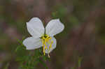 Panhandle meadowbeauty